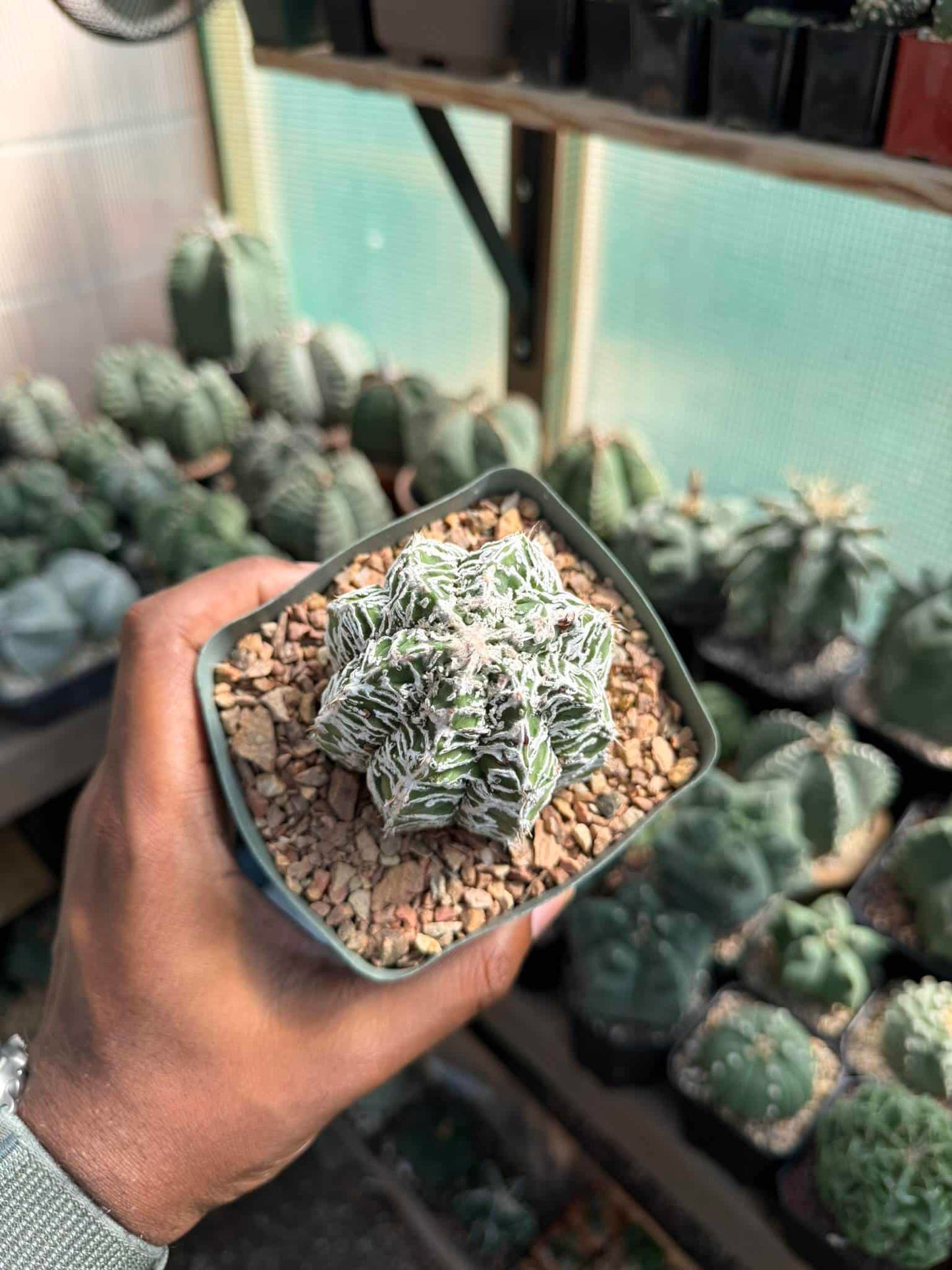 Astrophytum ornatum Fukuryu Hania