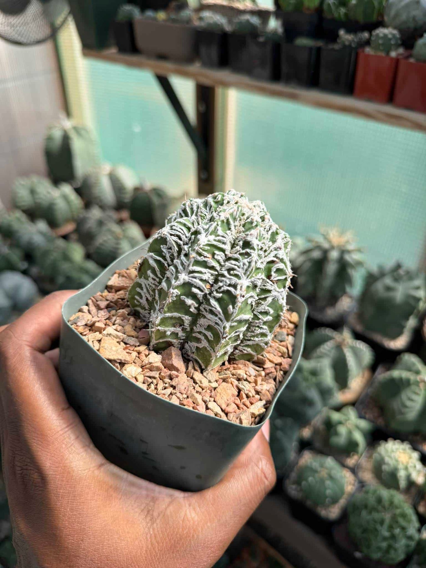 Astrophytum ornatum Fukuryu Hania
