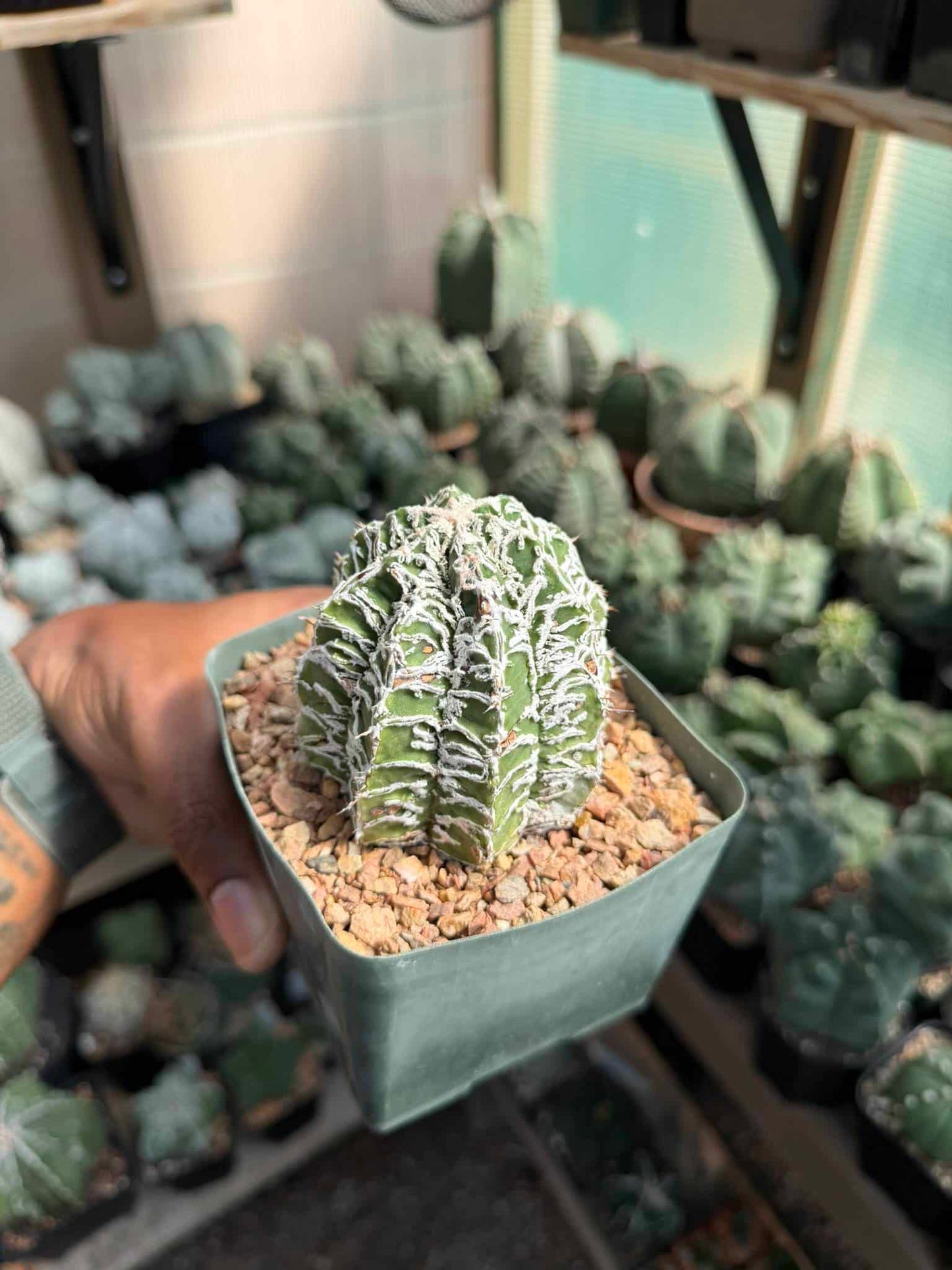 Astrophytum ornatum Fukuryu Hania