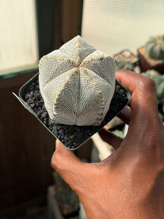 Astrophytum myriostigma Onzuka V-Type