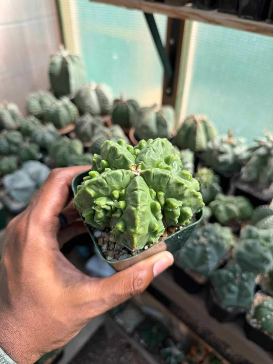 Astrophytum myriostigma Fukuryu