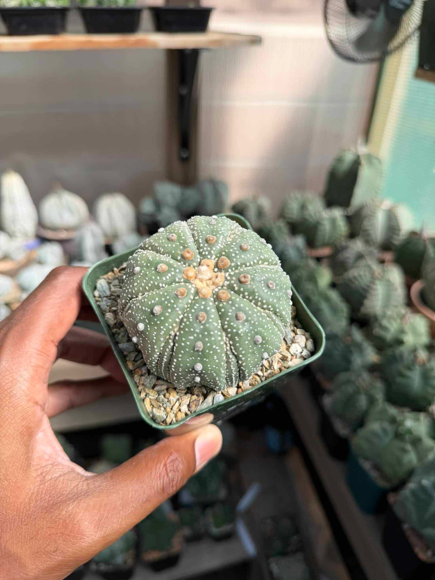 Astrophytum asterias Fukuryu