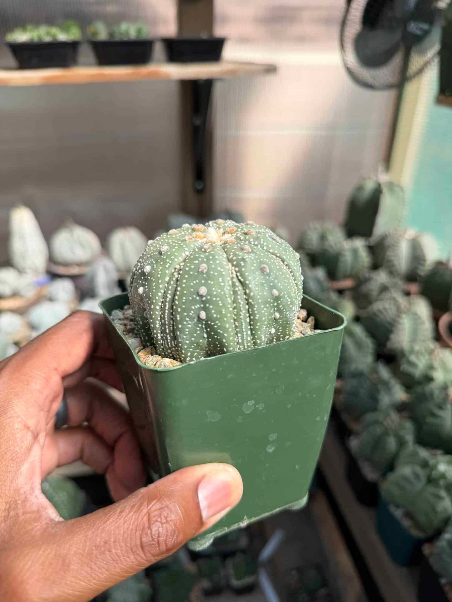 Astrophytum asterias Fukuryu