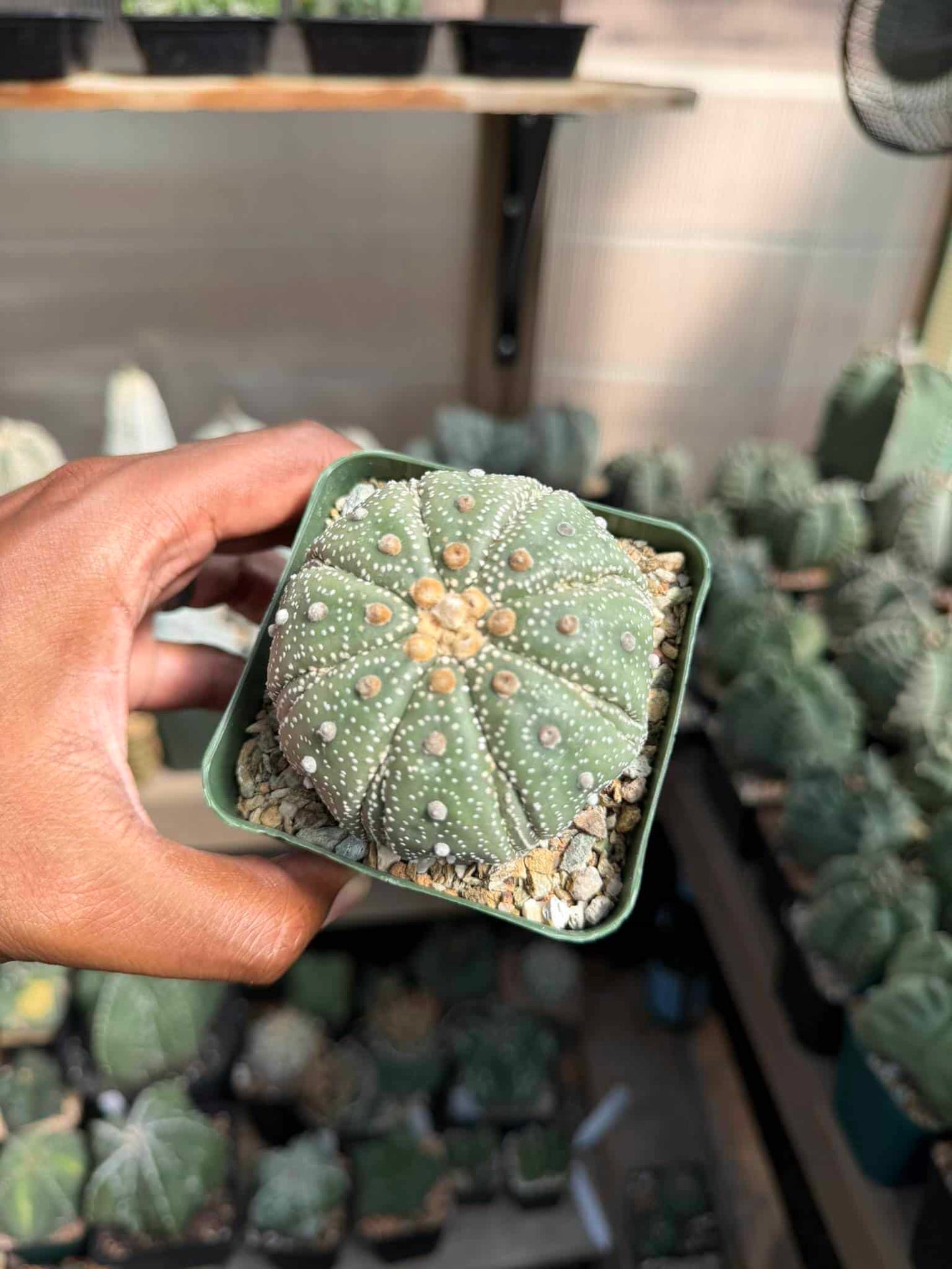 Astrophytum asterias Fukuryu