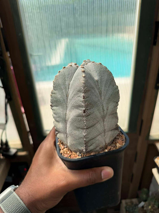 Astrophytum myriostigma Onzuka
