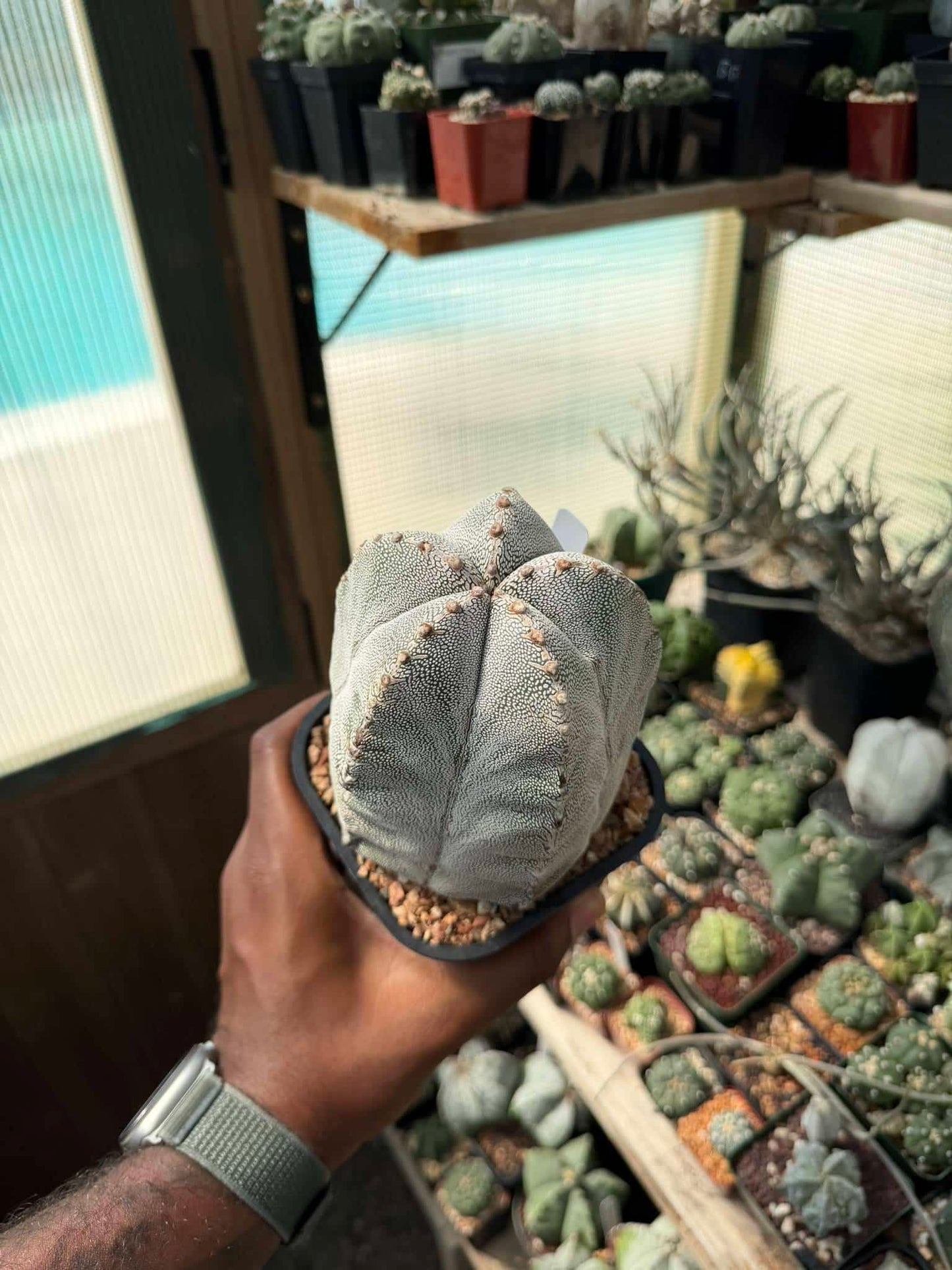 Astrophytum myriostigma Onzuka