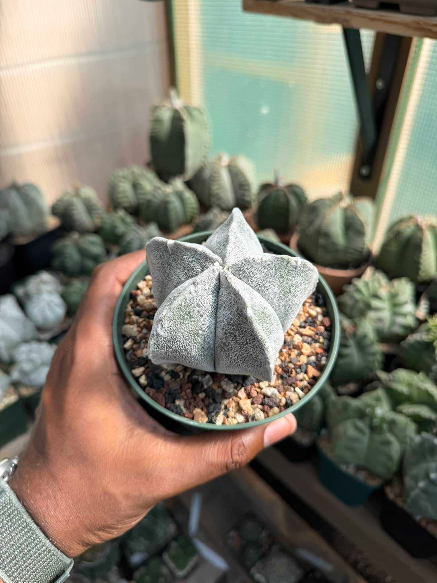 Astrophytum coahuilense
