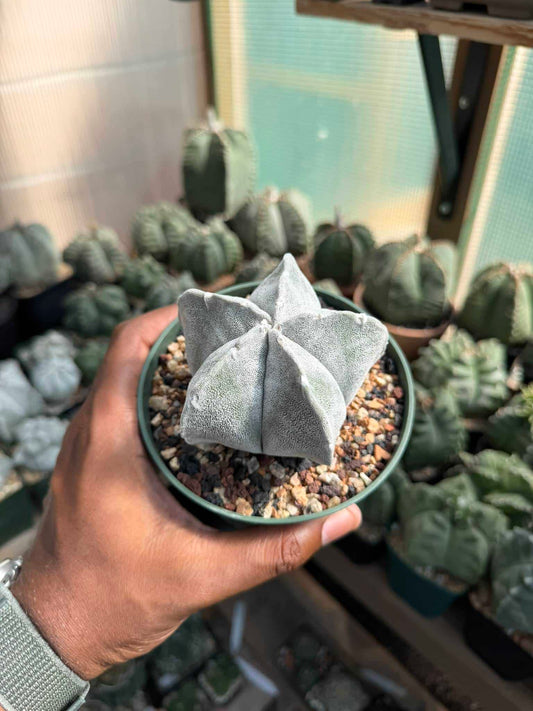 Astrophytum coahuilense