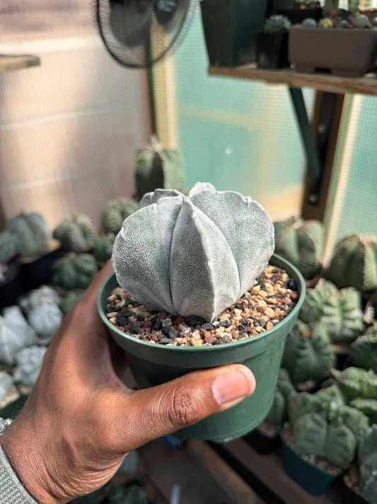 Astrophytum coahuilense