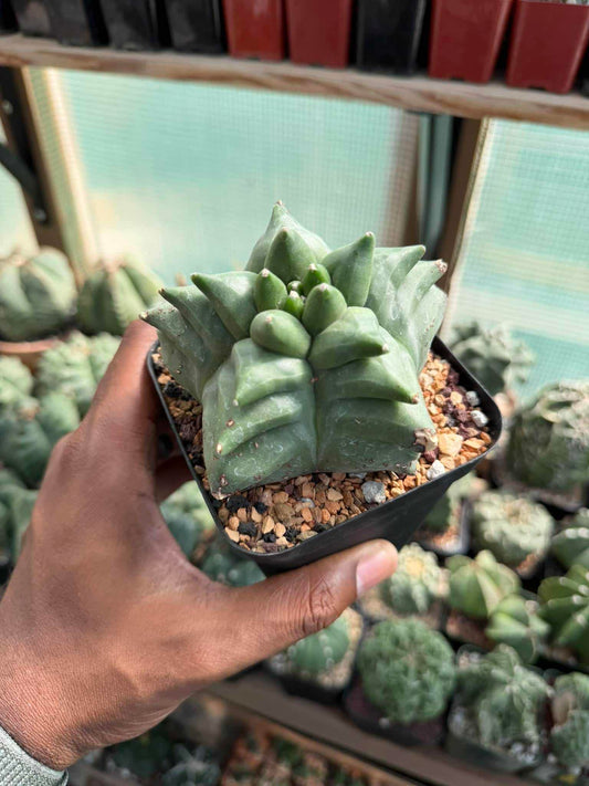 Astrophytum myriostigma Kikko