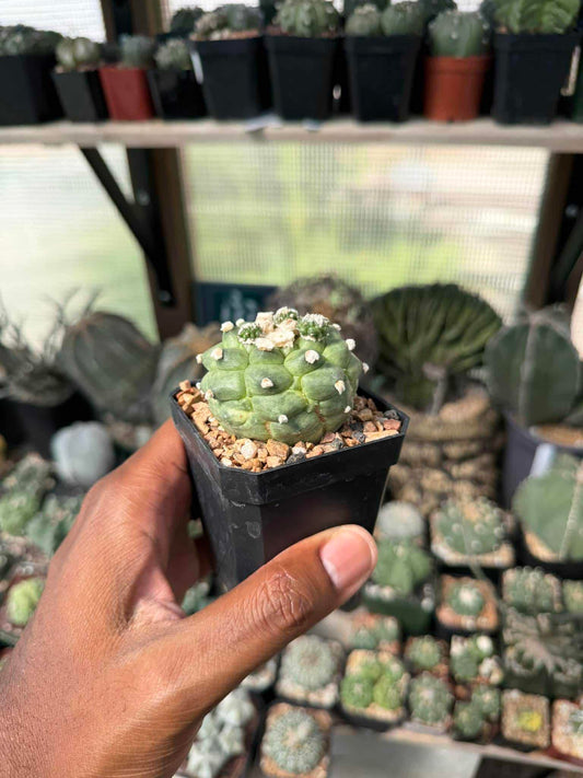 Astrophytum asterias Kikko f. proliferum