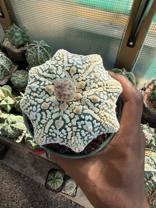 Astrophytum asterias Superkabuto Star Shape