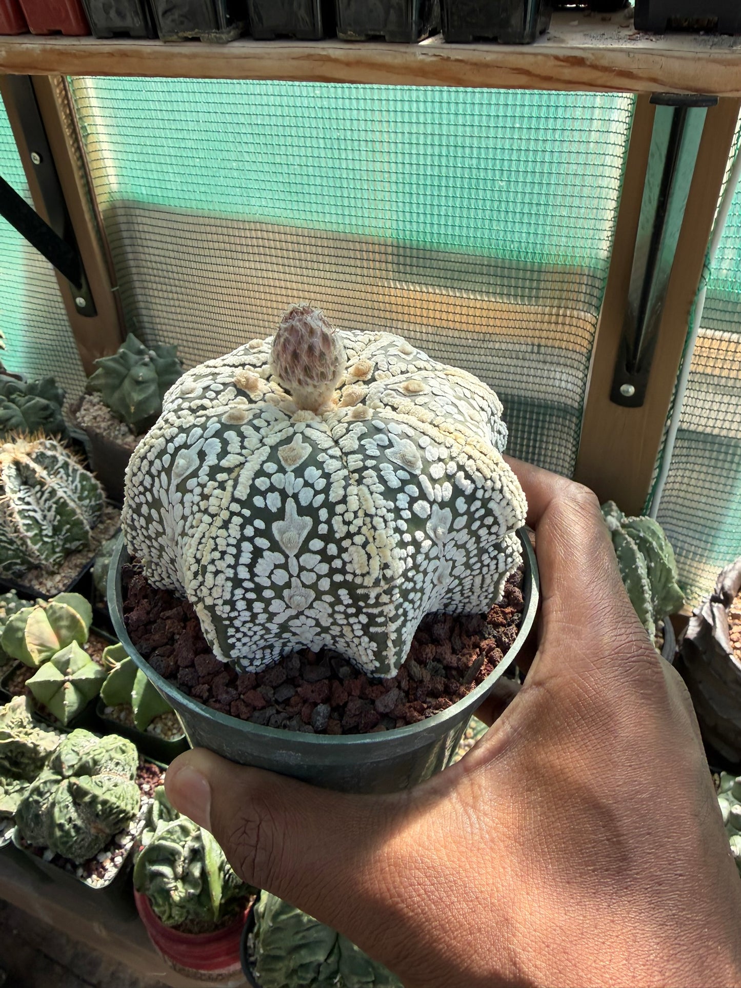 Astrophytum asterias Superkabuto Star Shape