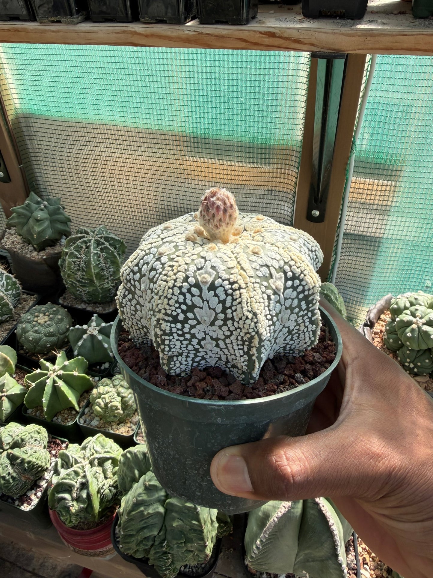Astrophytum asterias Superkabuto Star Shape