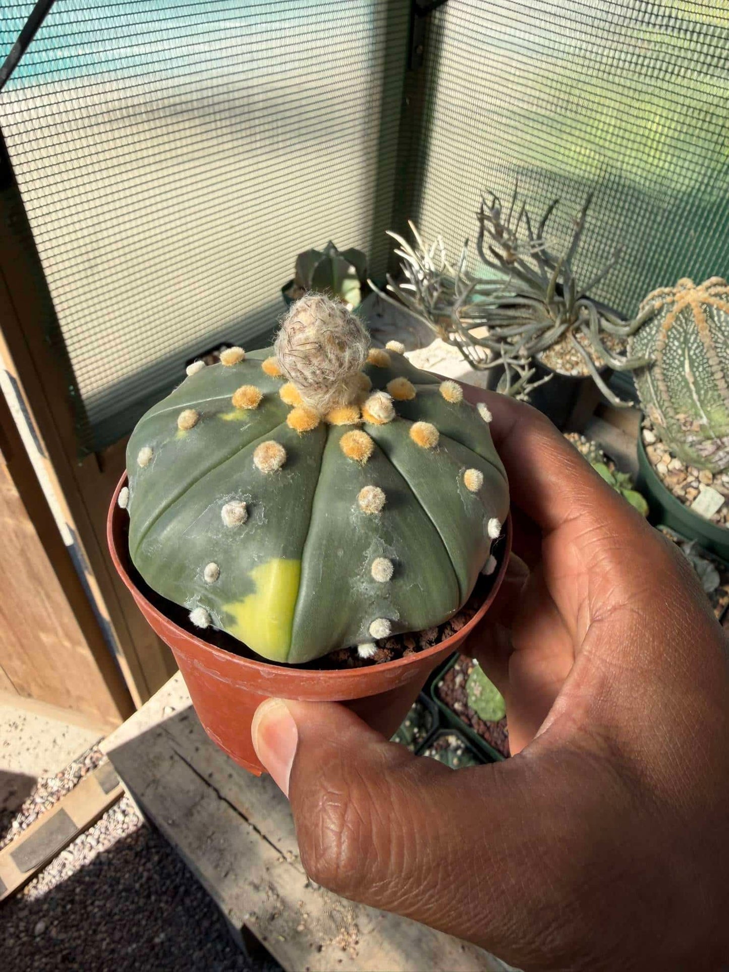 Astrophytum asterias Star Shape variegated