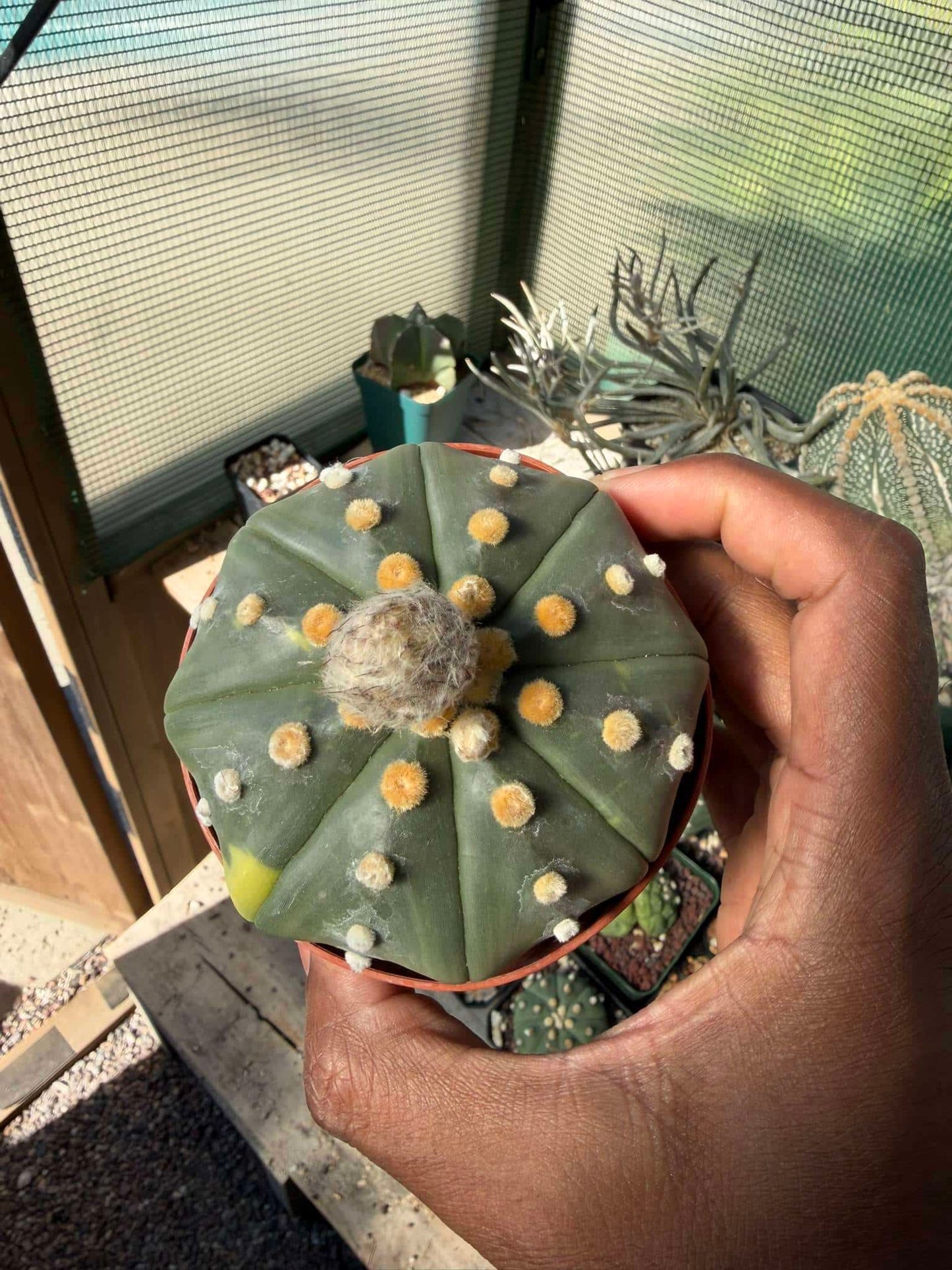 Astrophytum asterias Star Shape variegated
