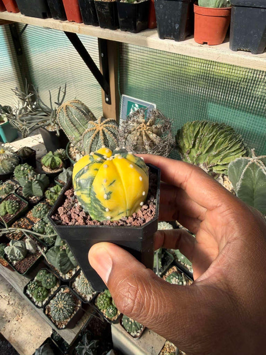 Astrophytum asterias Variegated