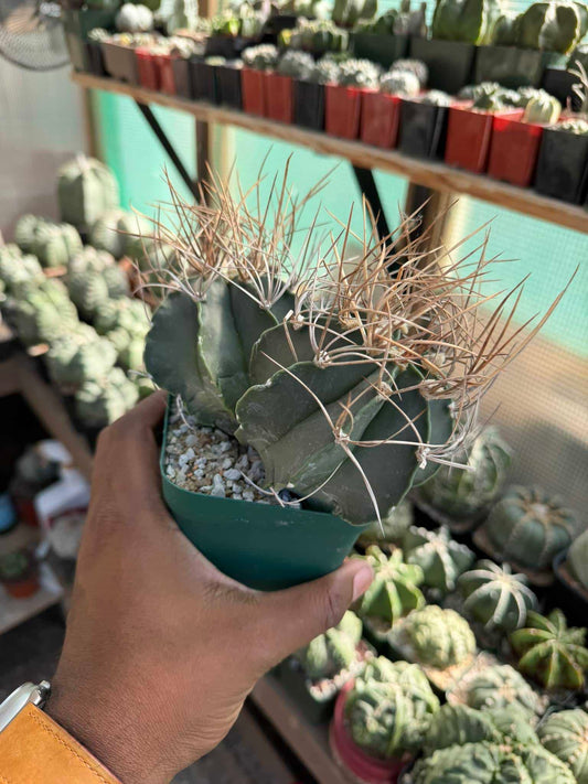 Astrophytum capricorne var. senile 2 Headed
