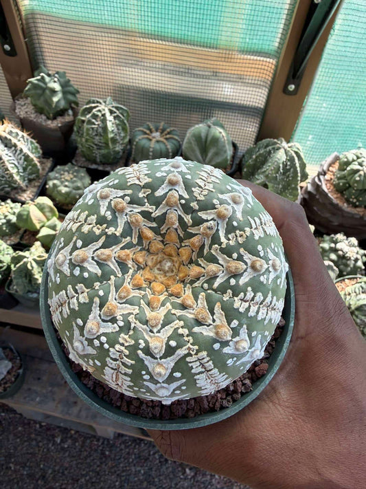 Astrophytum asterias cv. Superkabuto v-Type