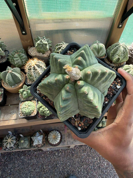 Astrophytum myriostigma Kikko quadricostatum