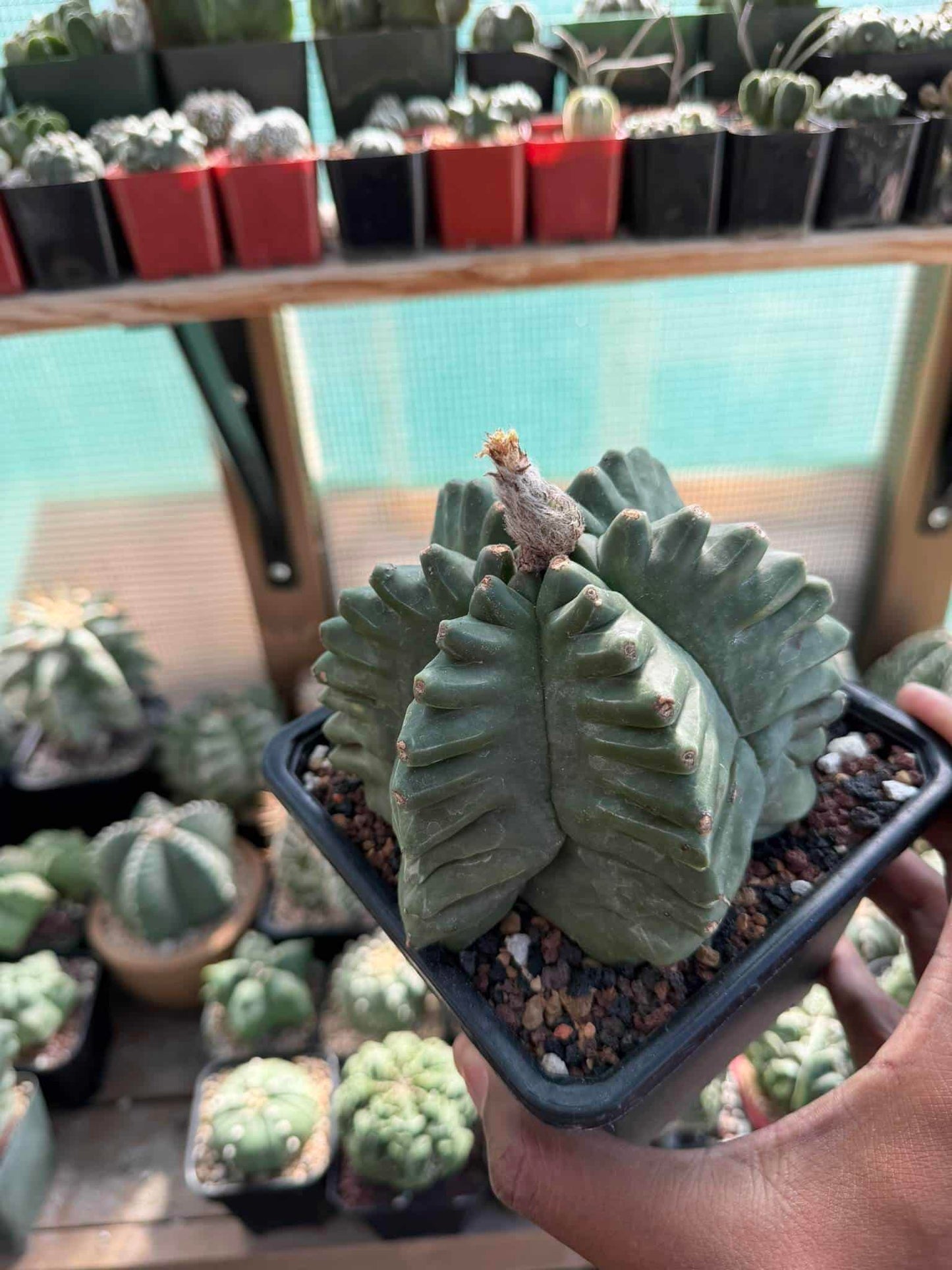 Astrophytum myriostigma Kikko quadricostatum