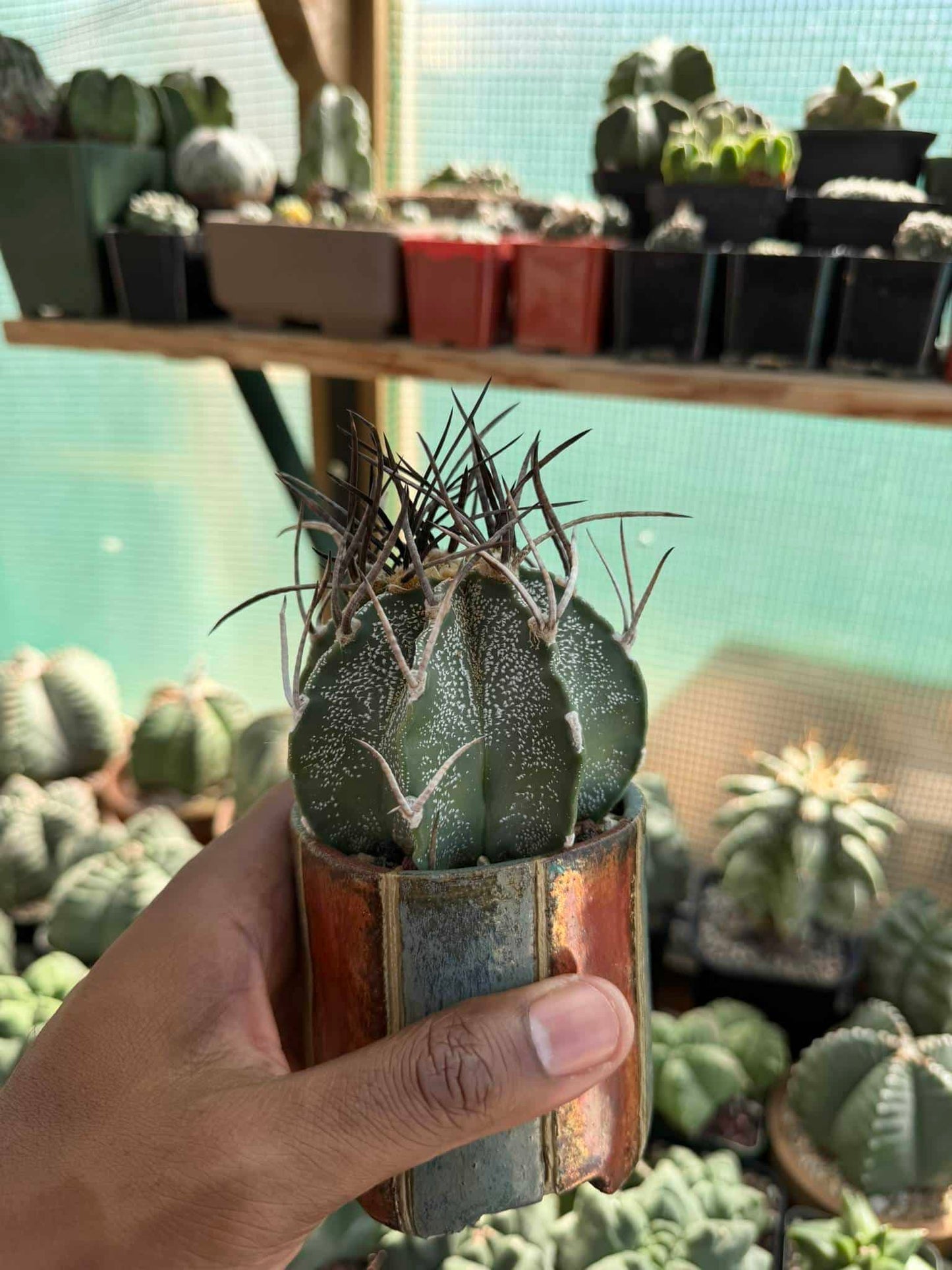 Astrophytum capricorne cv. Taiho-Gyoku Buffalo