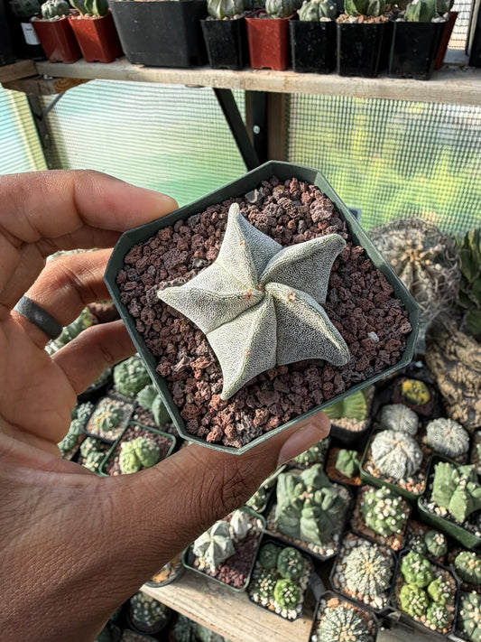 Astrophytum myriostigma