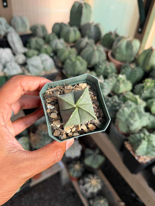 Astrophytum myriostigma quadricostatum