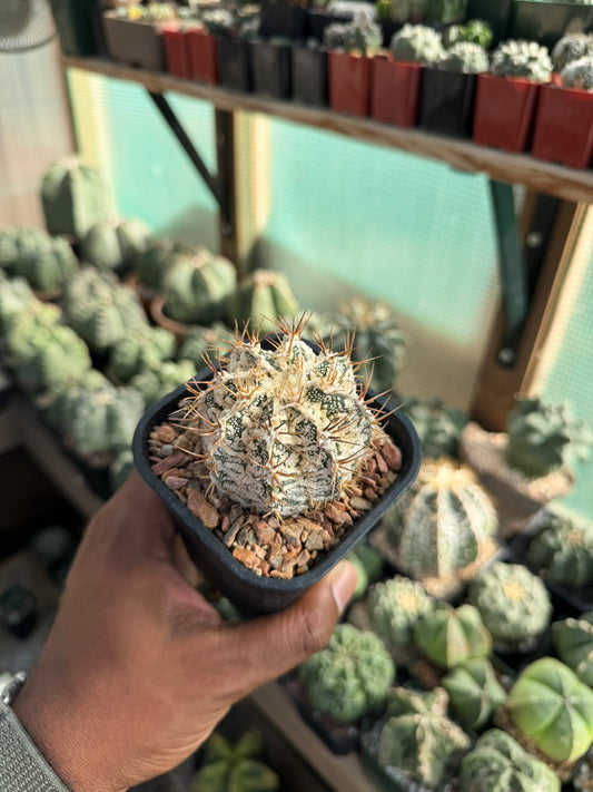 Astrophytum ornatum Fukuryu Hania