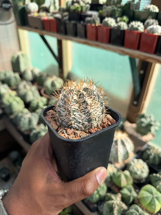 Astrophytum ornatum Fukuryu Hania