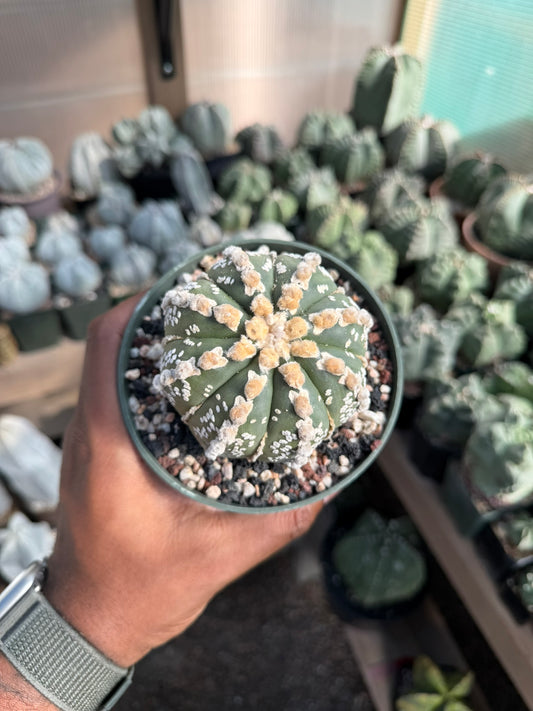 Astrophytum asterias Fukuryu Hakujo