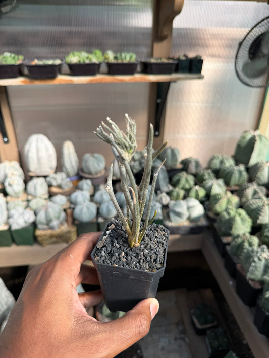 Astrophytum caput-medusae