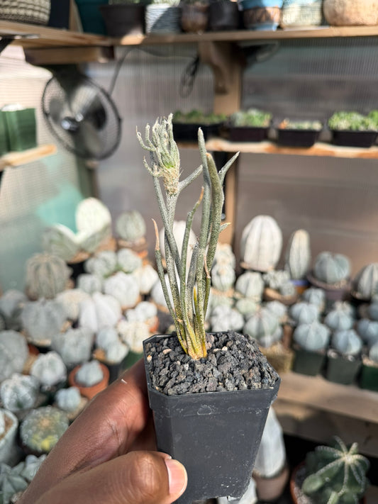 Astrophytum caput-medusae