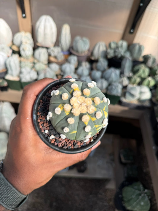 Astrophytum asterias Ooibo Variegated