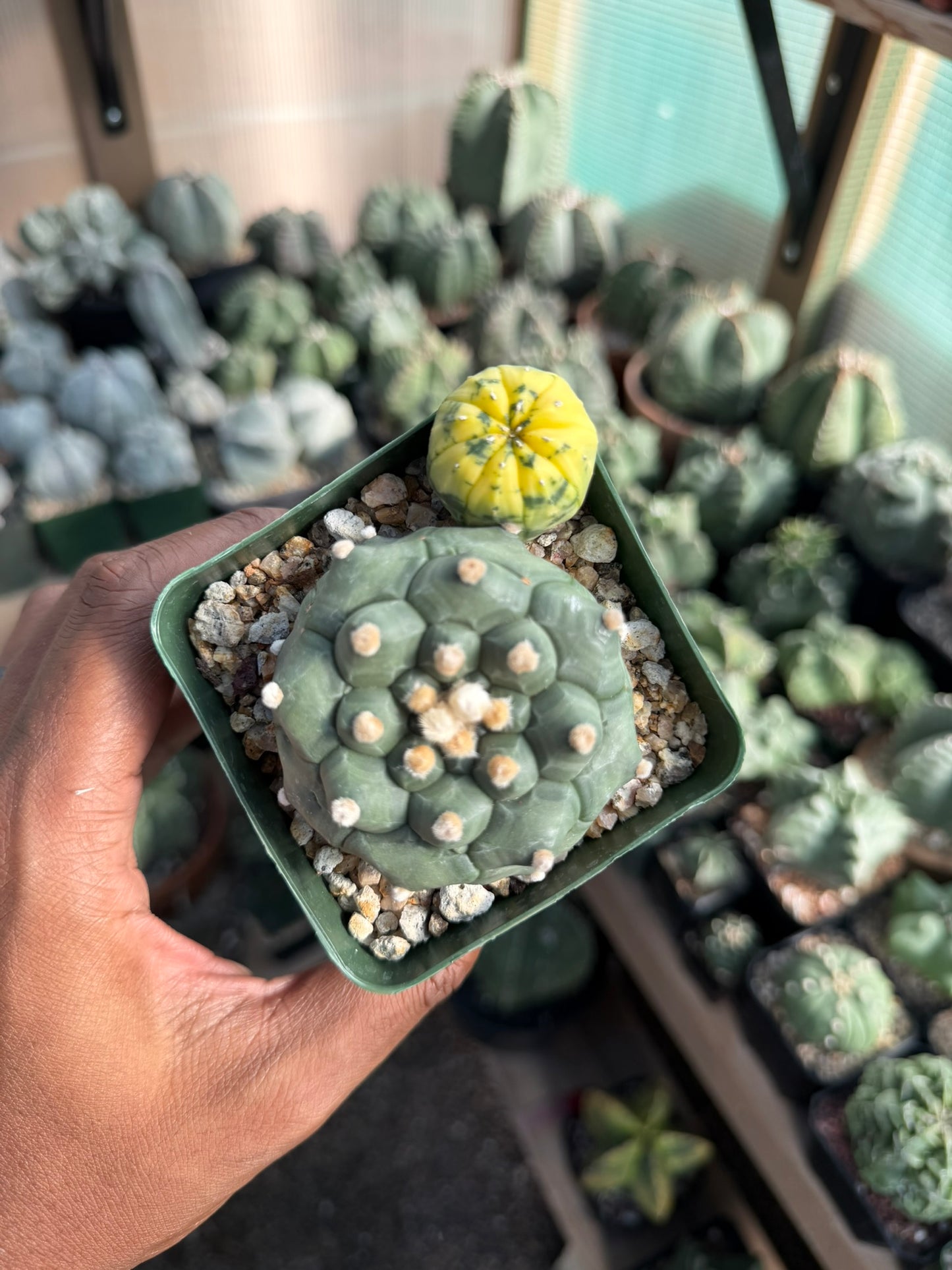 Astrophytum asterias Kikko