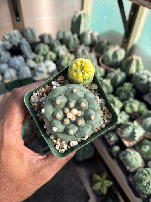 Astrophytum asterias Kikko