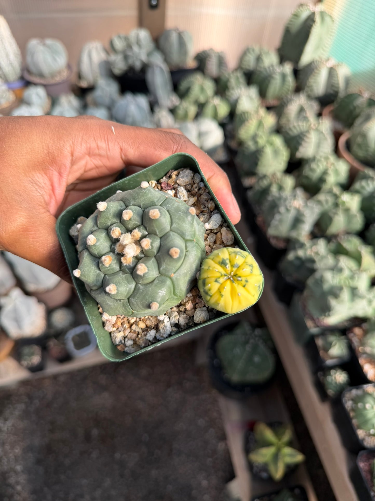 Astrophytum asterias Kikko
