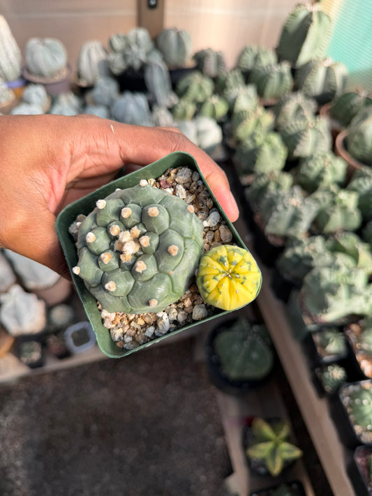 Astrophytum asterias Kikko