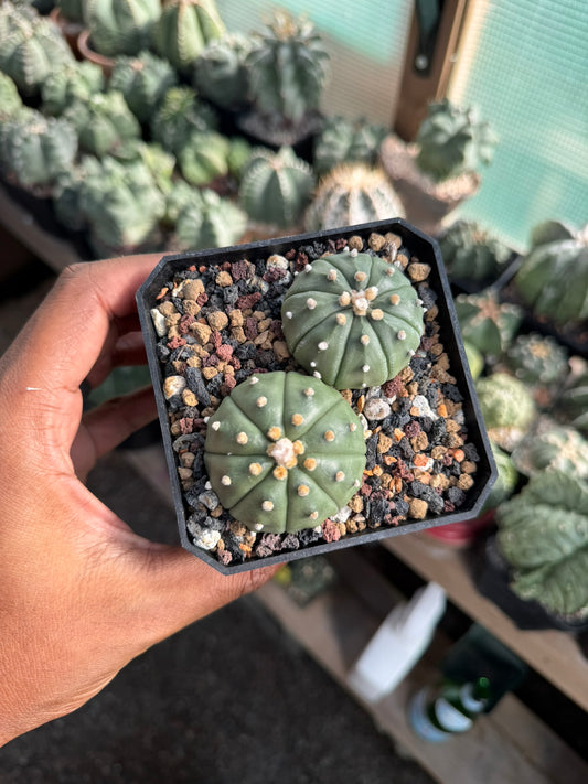 Astrophytum asterias bundle