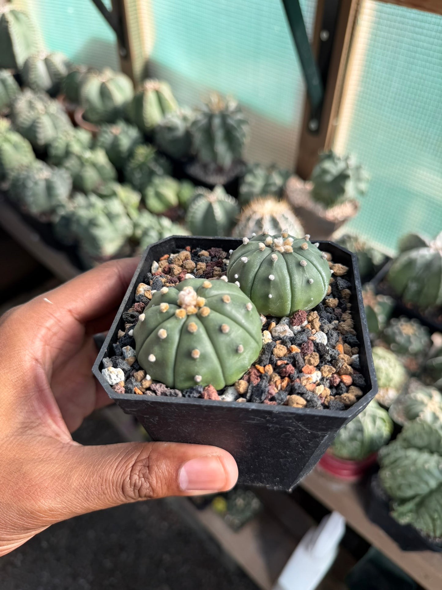Astrophytum asterias bundle