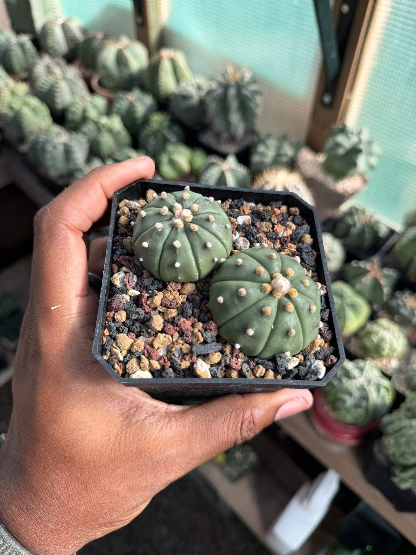 Astrophytum asterias bundle