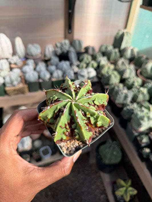 Astrophytum myriostigma X ornatum Fukuryu