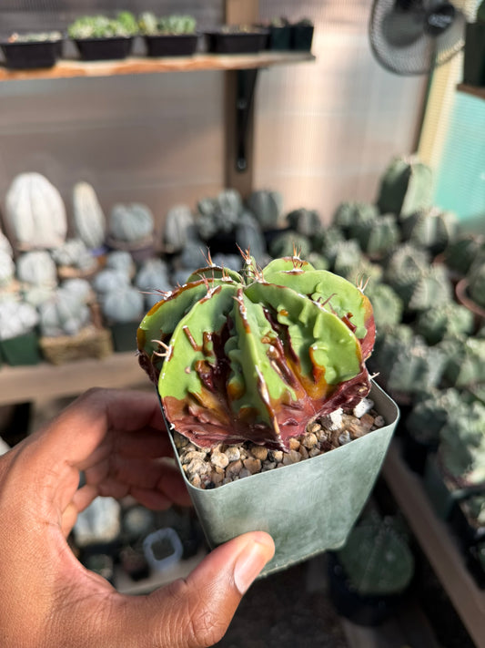 Astrophytum myriostigma X ornatum Fukuryu