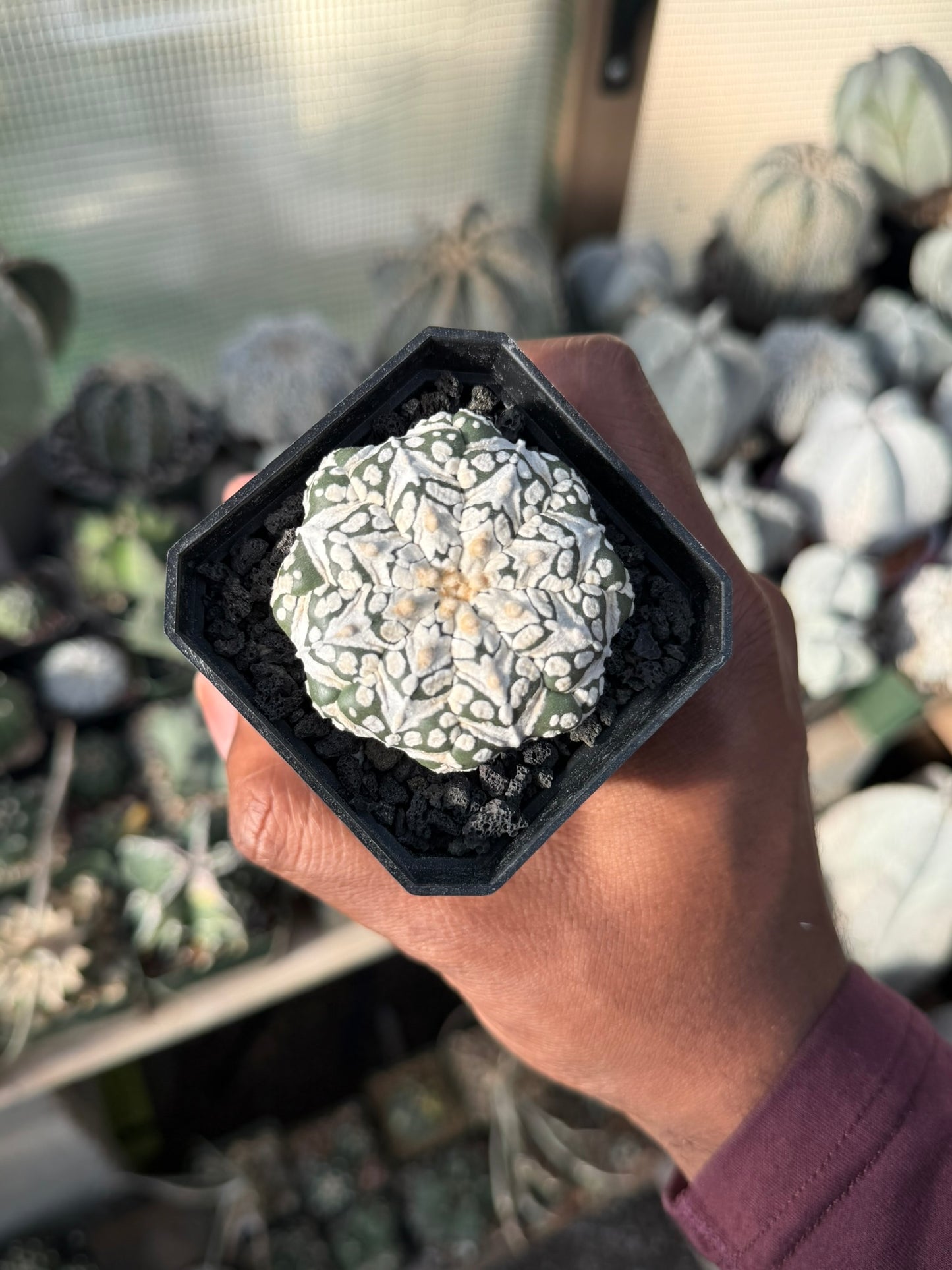 Astrophytum asterias Superkabuto V-Type