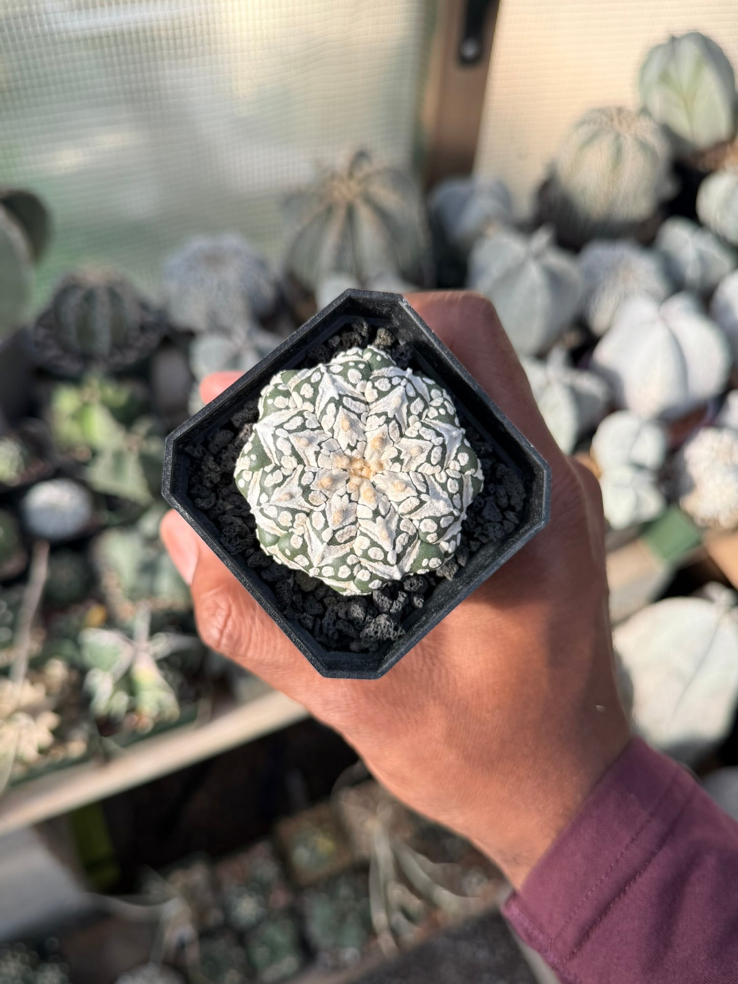 Astrophytum asterias Superkabuto V-Type