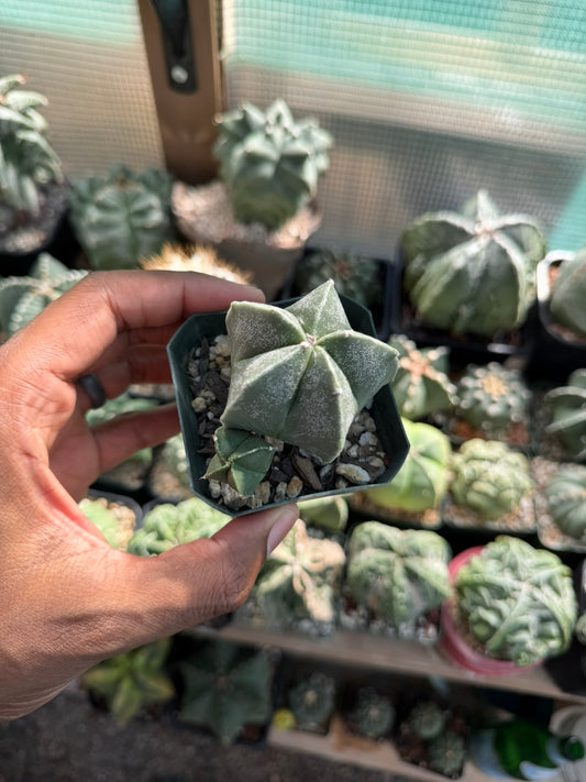 Astrophytum myriostigma 2 headed