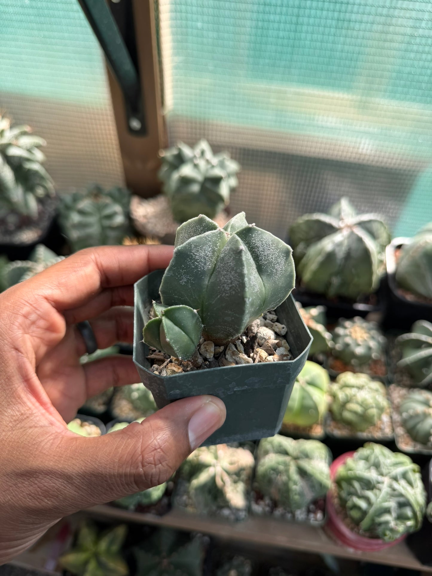 Astrophytum myriostigma 2 headed