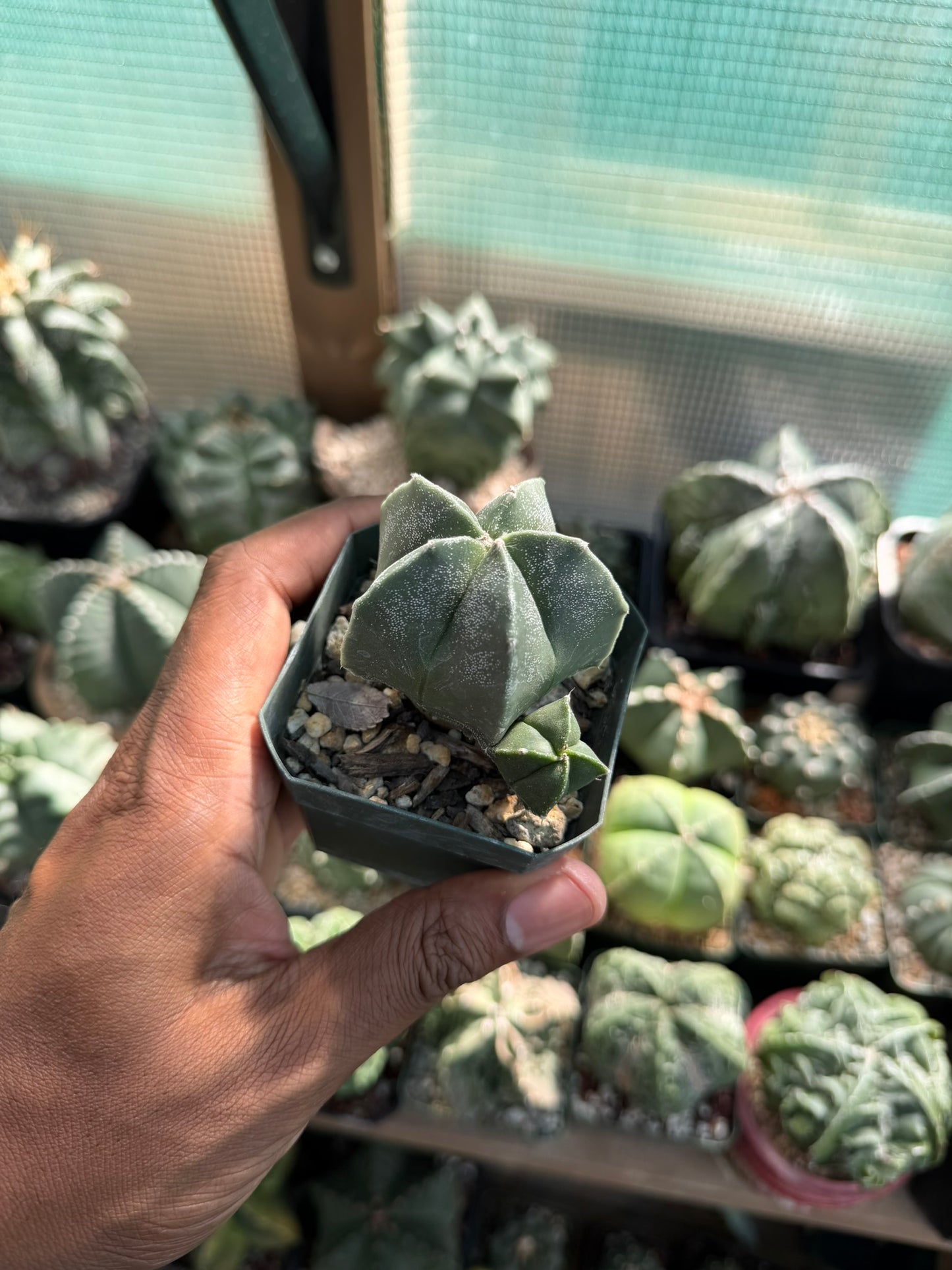 Astrophytum myriostigma 2 headed