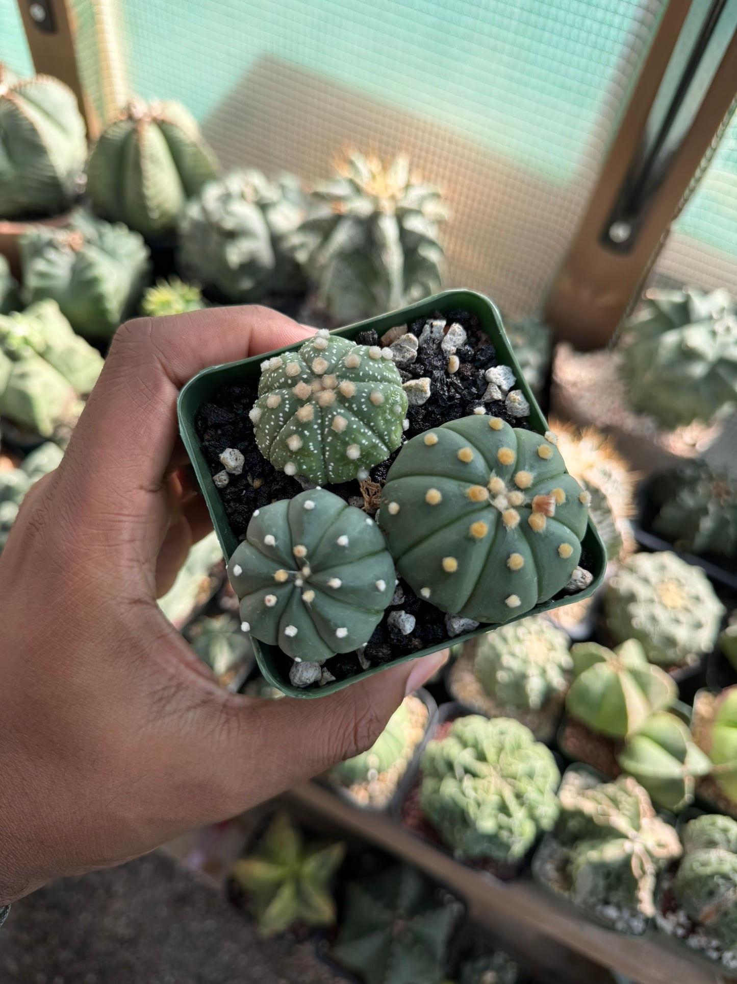 Astrophytum asterias Bundle