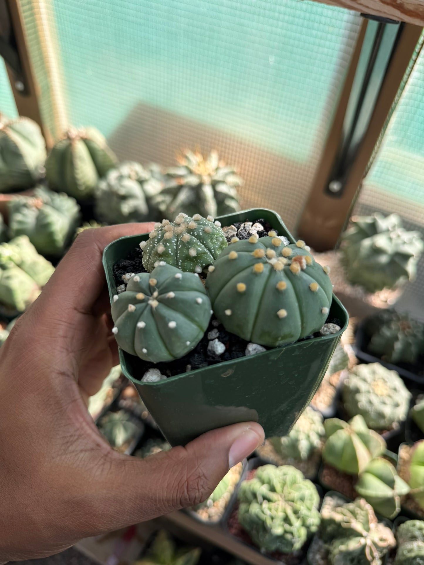 Astrophytum asterias Bundle